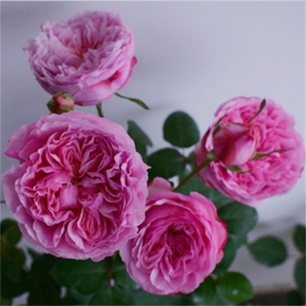 味景凯丽浓香灌木切花