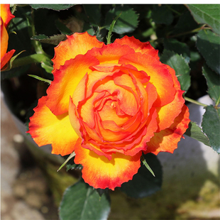 切花火焰玫瑰花苗月季扦插丰花阳台庭院盆栽多季开花好养