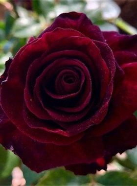 黑巴克月季花苗 扦插/阳台庭院黑红色庭院阳台盆栽杯型切花