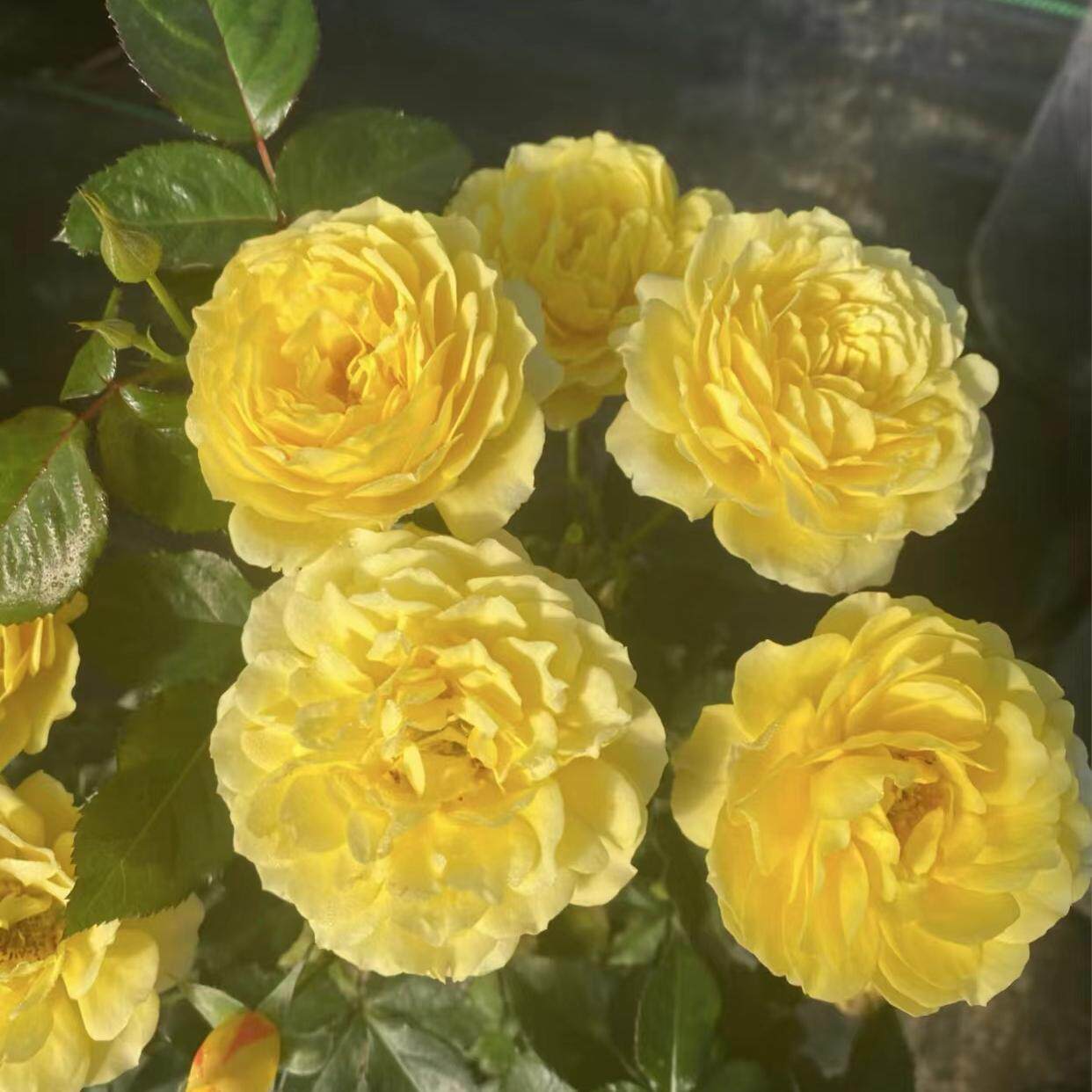 小黄鸡切花月季灌木黄色