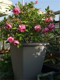 玛姬婶婶大花带花苞植物扦插花苗月季花卉盆栽阳台