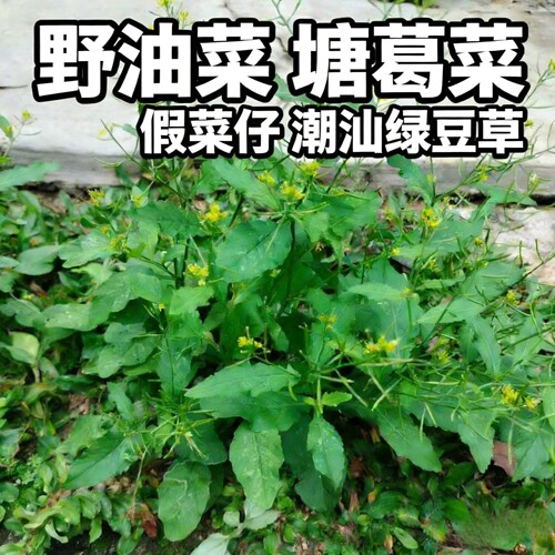 新鲜野生蔊菜新鲜农家塘葛菜天然江剪刀草野油菜潮汕绿豆草野葛菜