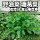 新鲜野生蔊菜新鲜农家塘葛菜天然江剪刀草野油菜潮汕绿豆草野葛菜