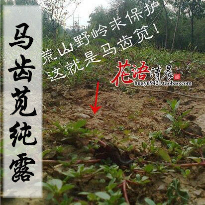 纯露深山采摘补水痘痘包邮马齿苋
