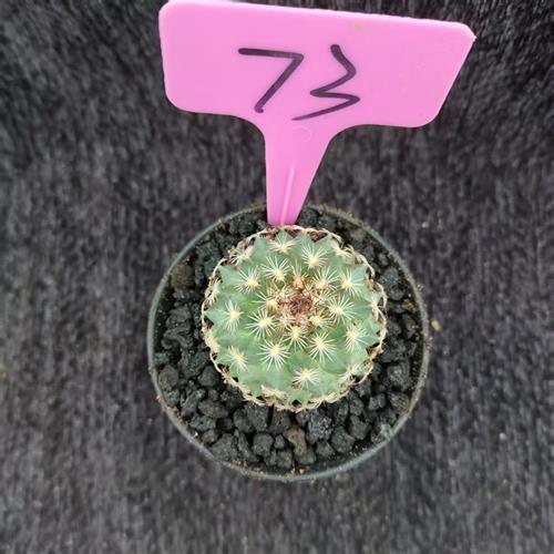 伊莎贝拉娇丽属实生开花仙人球精致美观多肉植物花卉盆栽一物一拍
