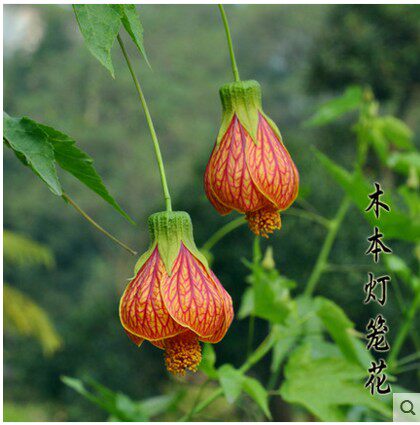 灯笼花 风铃扶桑花 纹瓣悬铃花 金铃花盆栽苗 倒挂金钟花卉