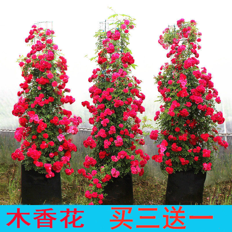 重瓣木香花苗七里香盆栽爬藤植物浓香四季甜蜜红木香蔷薇攀援花卉