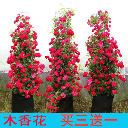 重瓣木香花苗七里香盆栽爬藤植物浓香四季甜蜜红木香蔷薇攀援花卉