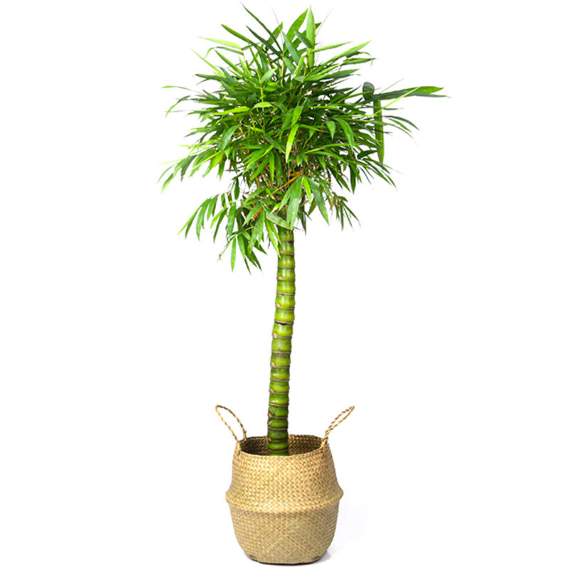 罗汉竹佛肚竹盆栽竹子苗大型绿植物办公室内花卉客厅观叶四季易养