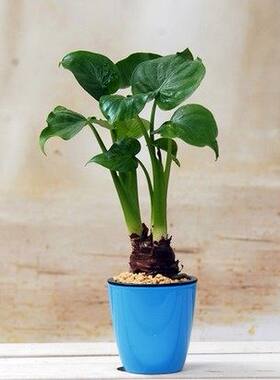 千手观音水培植物室内水养花卉