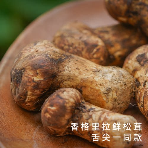 艾格吃饱了松茸菌子新鲜野生现货云南香格里拉现挖菌菇
