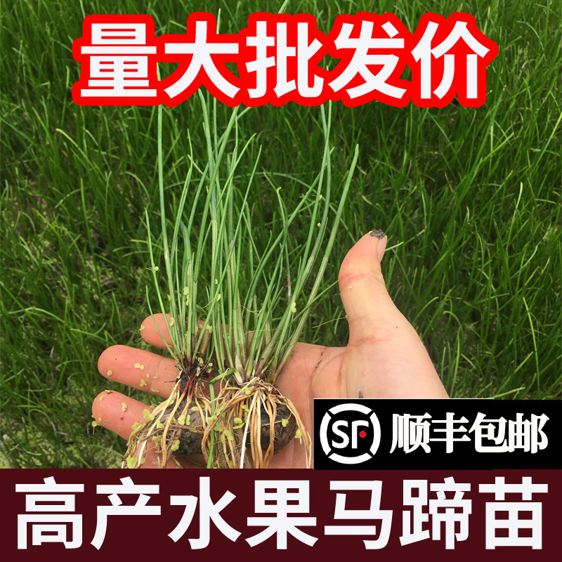 正宗广西桂林荔浦马蹄苗荸荠种植苗种子脆甜无渣水果高产组培苗