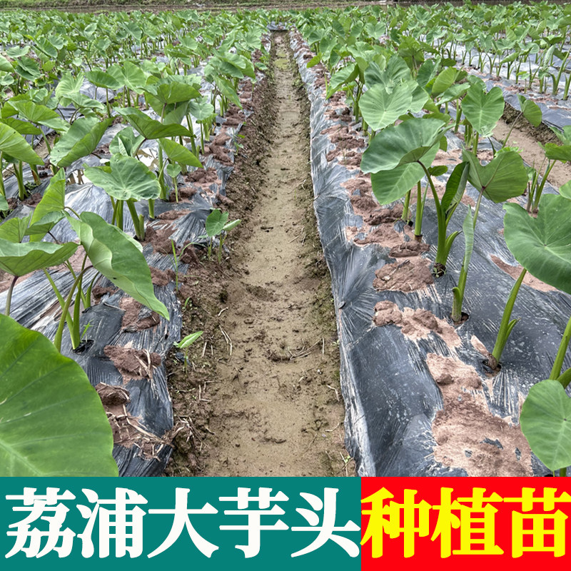 正宗广西桂林荔浦大芋头子仔槟榔芋紫藤香芋现挖新鲜蔬菜自家种植