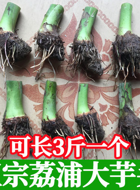 【包正宗对版荔浦芋】个大好吃