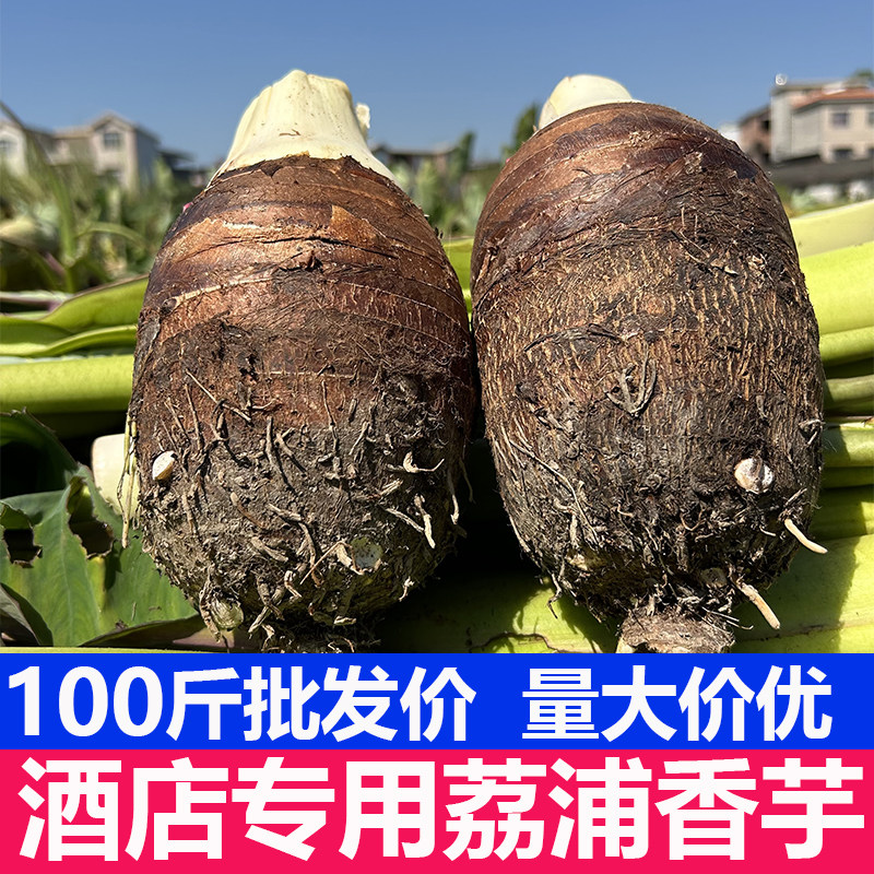 【商用批发】正宗广西荔浦香芋新鲜现挖槟榔芋大芋头蔬菜旗舰店