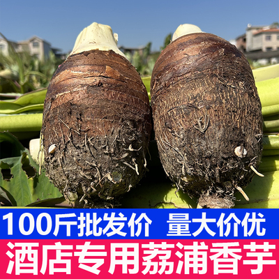 【商用】正宗广西荔浦香芋新鲜现挖槟榔芋大芋头蔬菜经营店