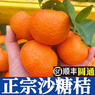 精选正宗砂糖橘广西桂林荔浦新鲜现摘沙糖桔子送礼盒净重整箱顺丰