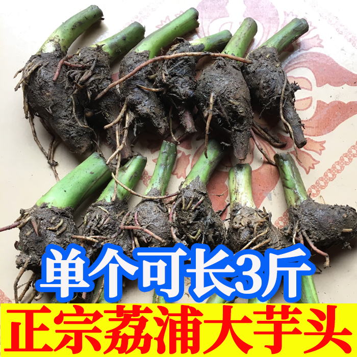 正宗广西桂林荔浦大芋头子仔槟榔芋紫藤香芋现挖新鲜蔬菜自家种植 水产肉类/新鲜蔬果/熟食 芋头 原图主图