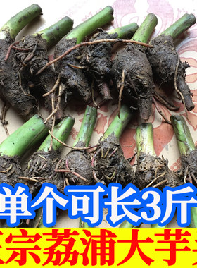 【包正宗对版】广西荔浦大芋头
