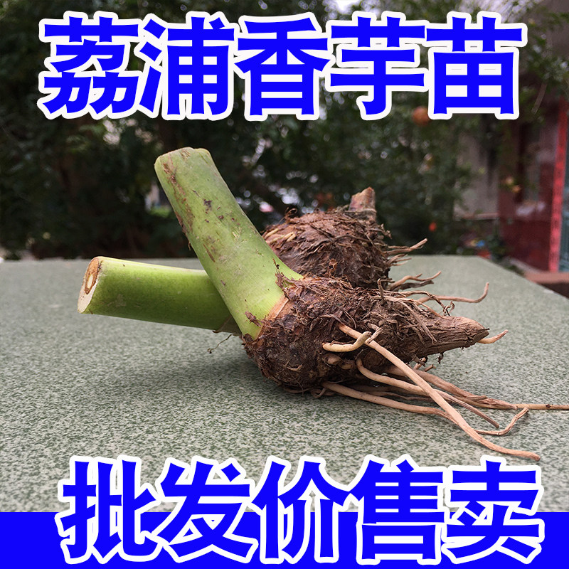 正宗广西桂林荔浦大芋头子仔槟榔芋紫藤香芋现挖新鲜蔬菜自家种植