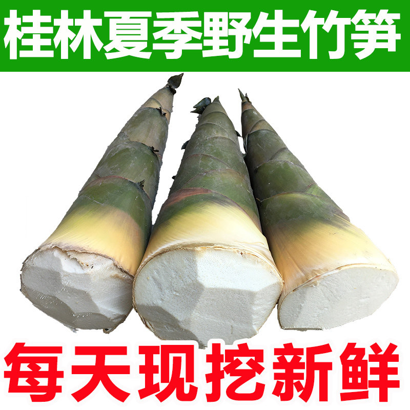 桂林新鲜竹笋现挖广西带壳大头竹笋黄竹笋夏笋野生可腌酸笋嫩笋尖