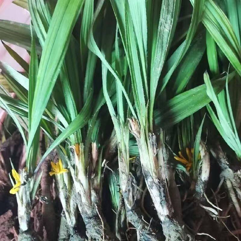 食用仙茅草根 泡八加一中药材新鲜独脚仙茅苗地棕根独角仙矛