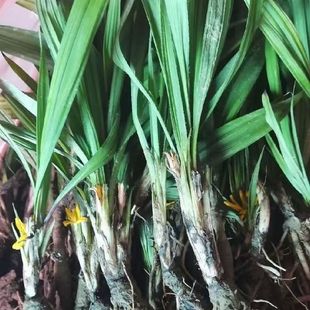 食用仙茅草根 泡八加一中药材新鲜独脚仙茅苗地棕根独角仙矛