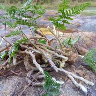 云南新鲜白毛蛇干货中药材石祈蛇上树蛇新鲜正品可磨粉阴石蕨泡酒