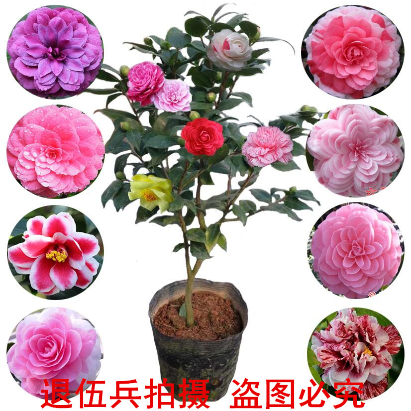耐寒抗冻茶花苗带花苞 茶花盆栽花卉茶花树苗云南十八学士恨天高