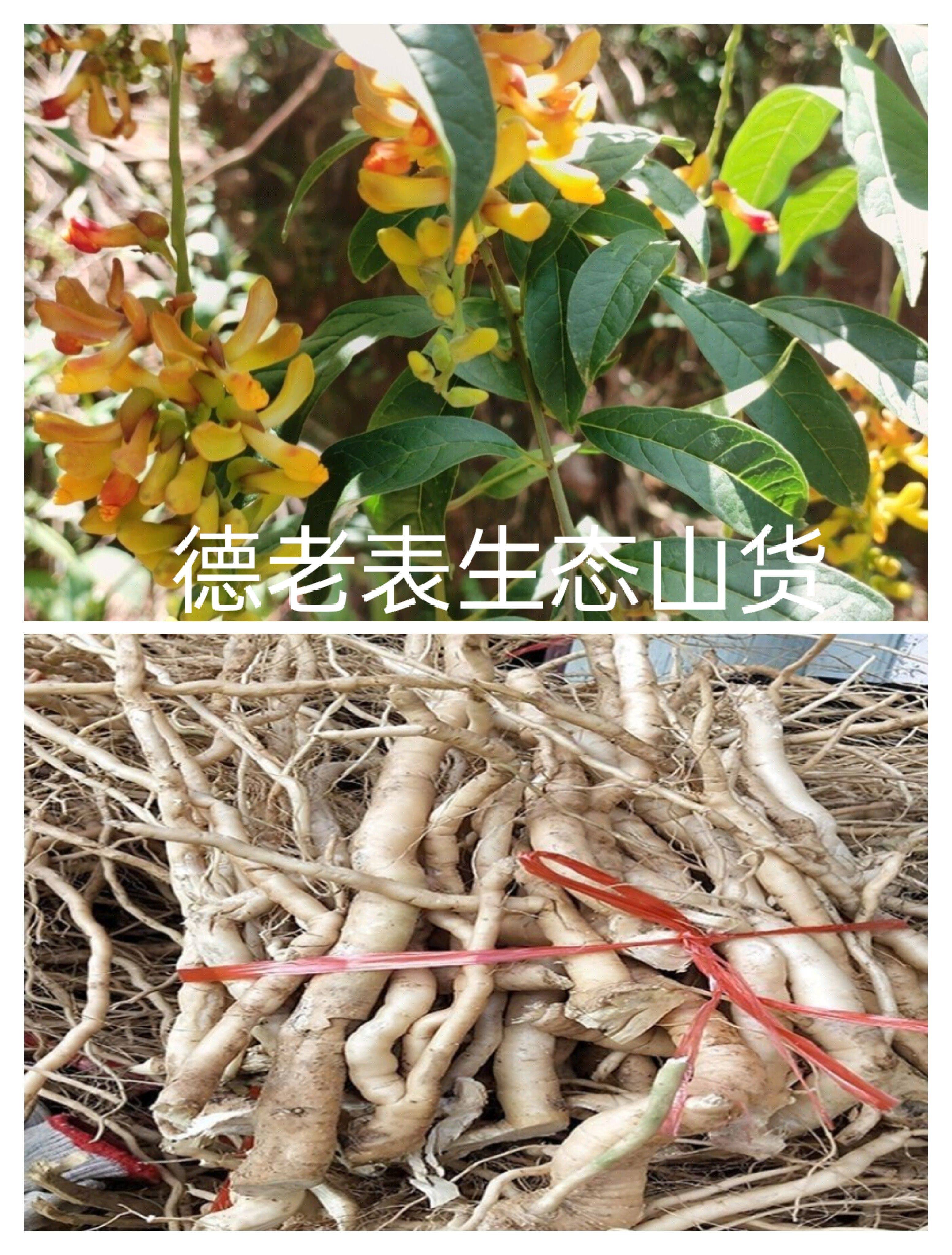 云南纯天然黄花倒水莲 倒吊黄 观音串 黄花远志深山采挖煲汤 鲜品