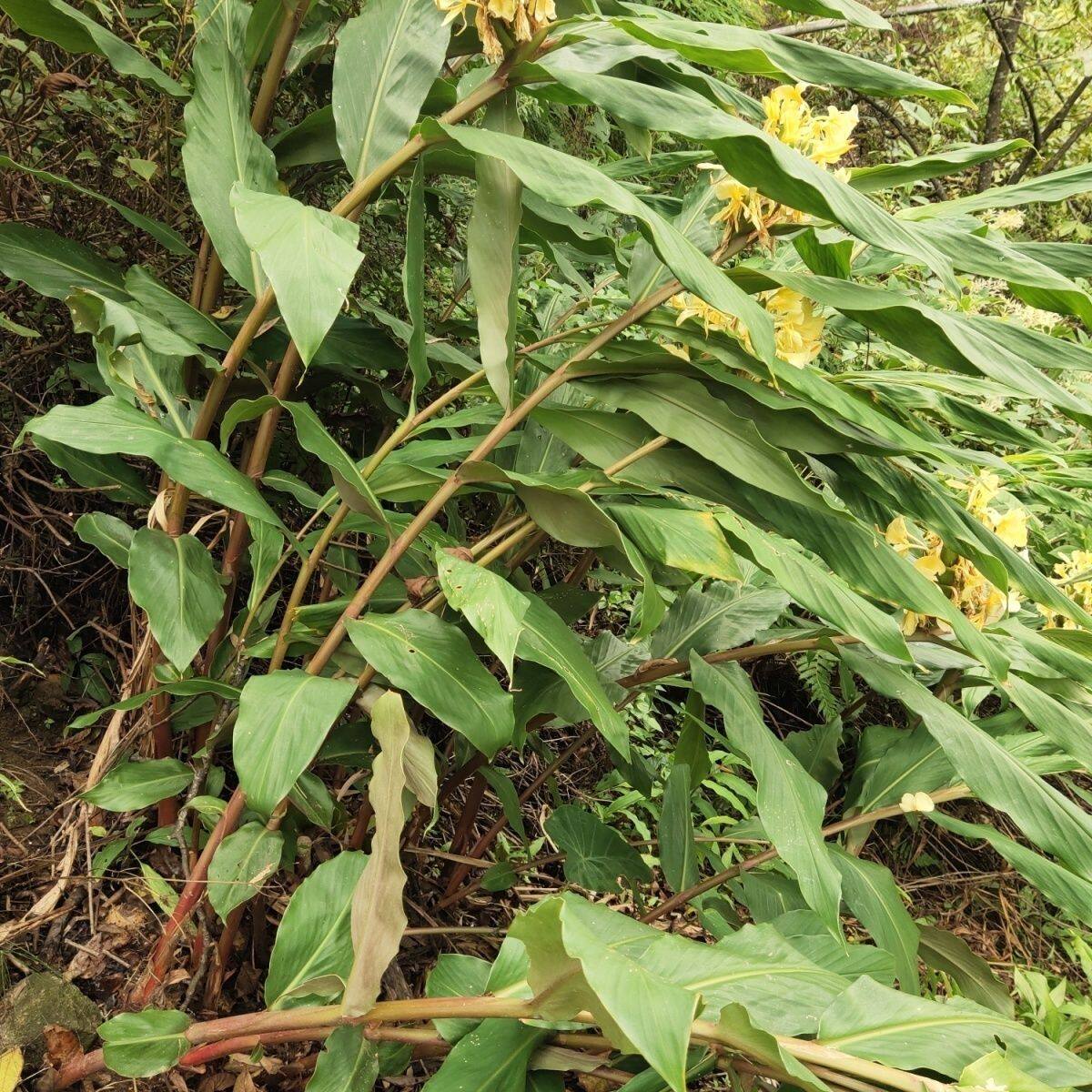 云南哀牢山纯天然新鲜去湿气关节痛中药材白心野山姜(药用)四季