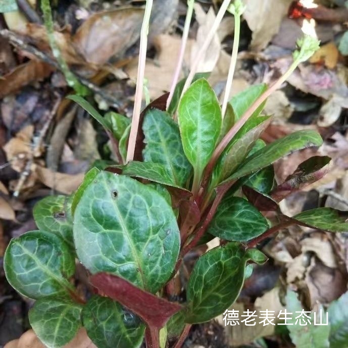 云南纯天然原生态鹿晗草肺心草现采现发鹿晗草鹿街草鹿蹄草