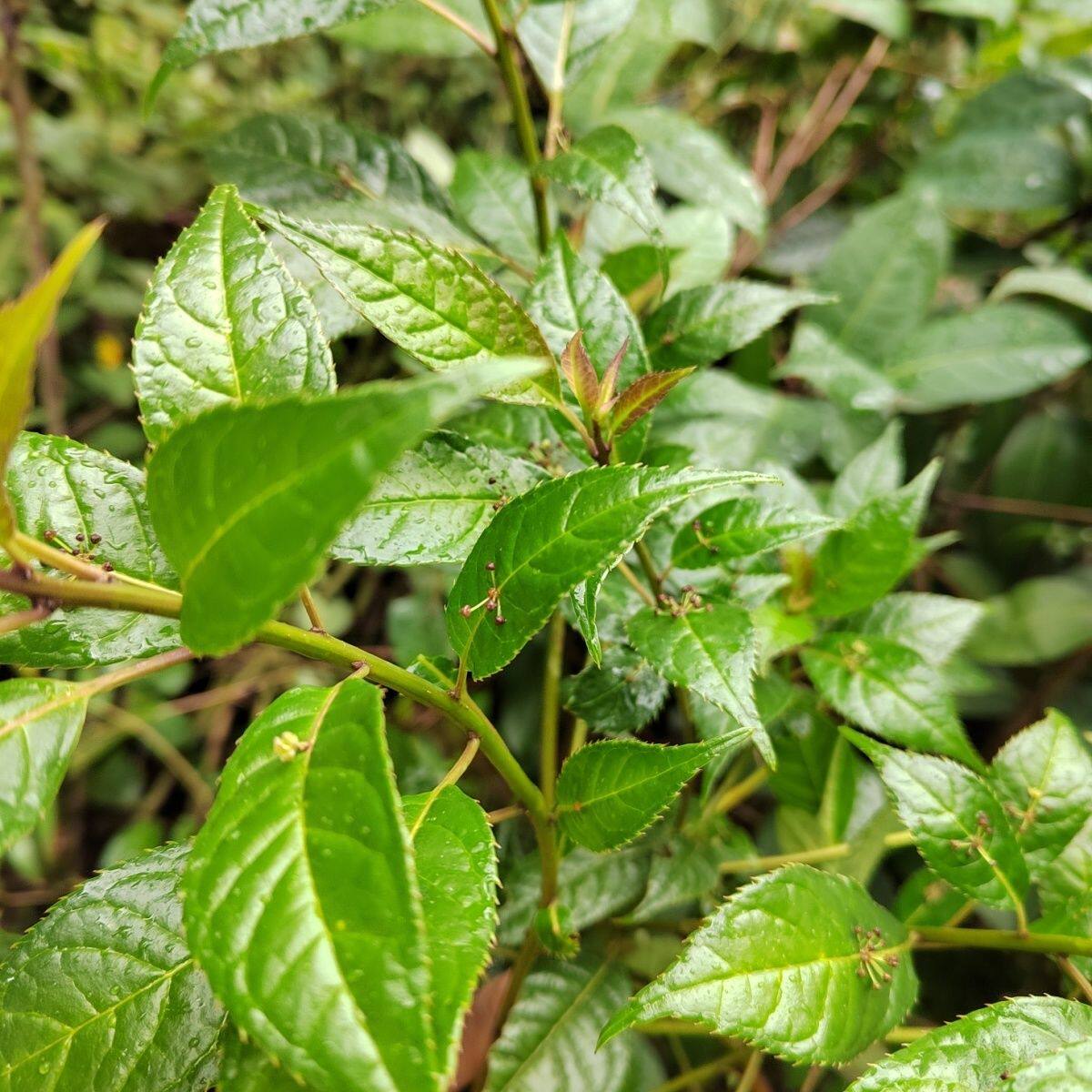 云南叶上珠,叶上花,纯天然本草中草药青荚叶,大部参新鲜现采包邮