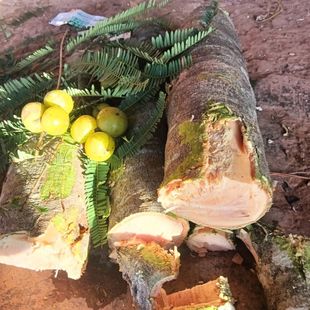 滇橄榄中药材云南纯天然橄榄树干橄榄树根新鲜下单现采原味