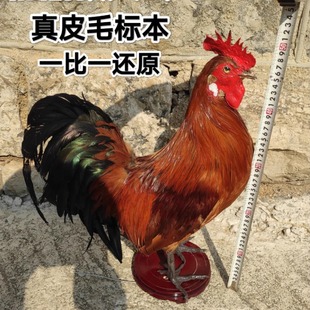 家禽标本模型制作大公鸡标本真母鸡土鸡笨鸡羽毛原鸡道具影视摆件