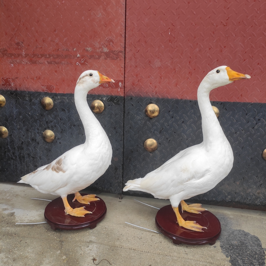 鹅标本模型制鸭子仿真白鹅大雁鹅山鸡真羽毛教科道具摆件家禽动物