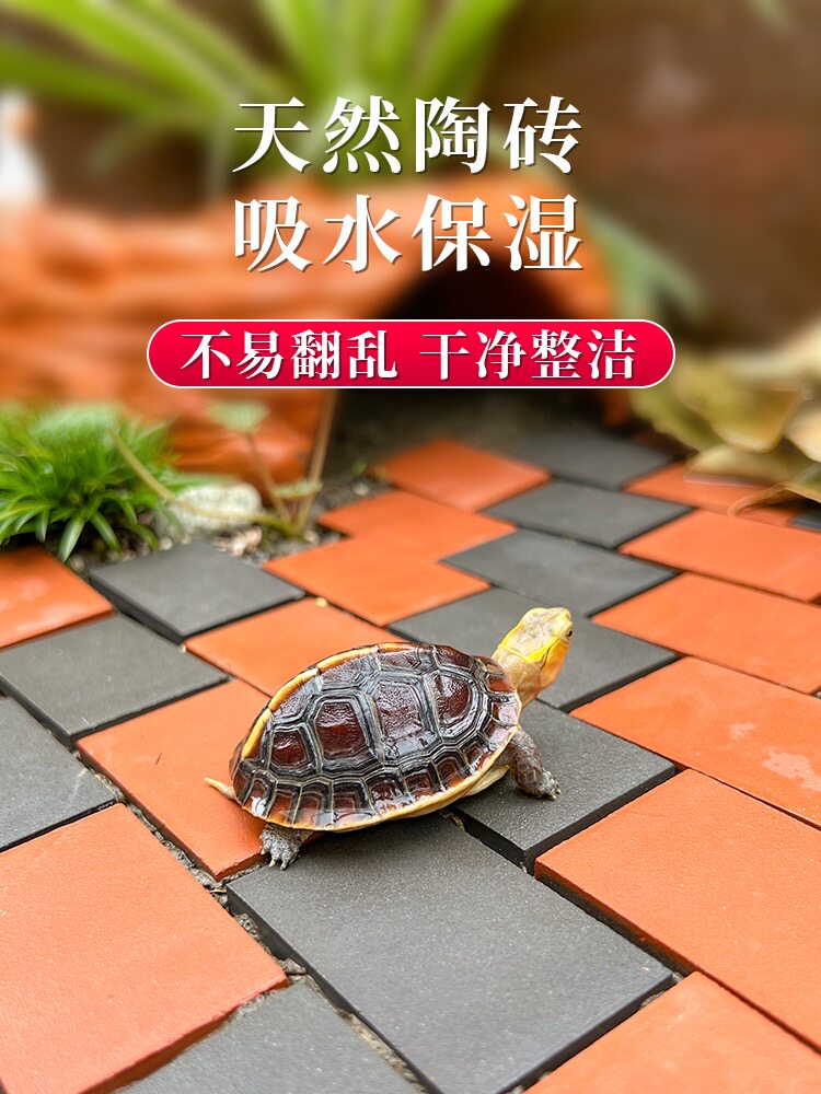 黄缘龟箱造景陆龟铺地垫材装饰图片