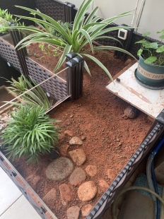 黄缘龟专用养殖箱 乌龟黄缘幼龟饲养缸透明玻璃爬虫盆 养宠物陆龟