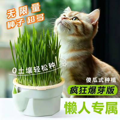 懒人猫草水培盆杯盒种植排毛球化毛草自种新鲜麦种猫咪零食盆栽