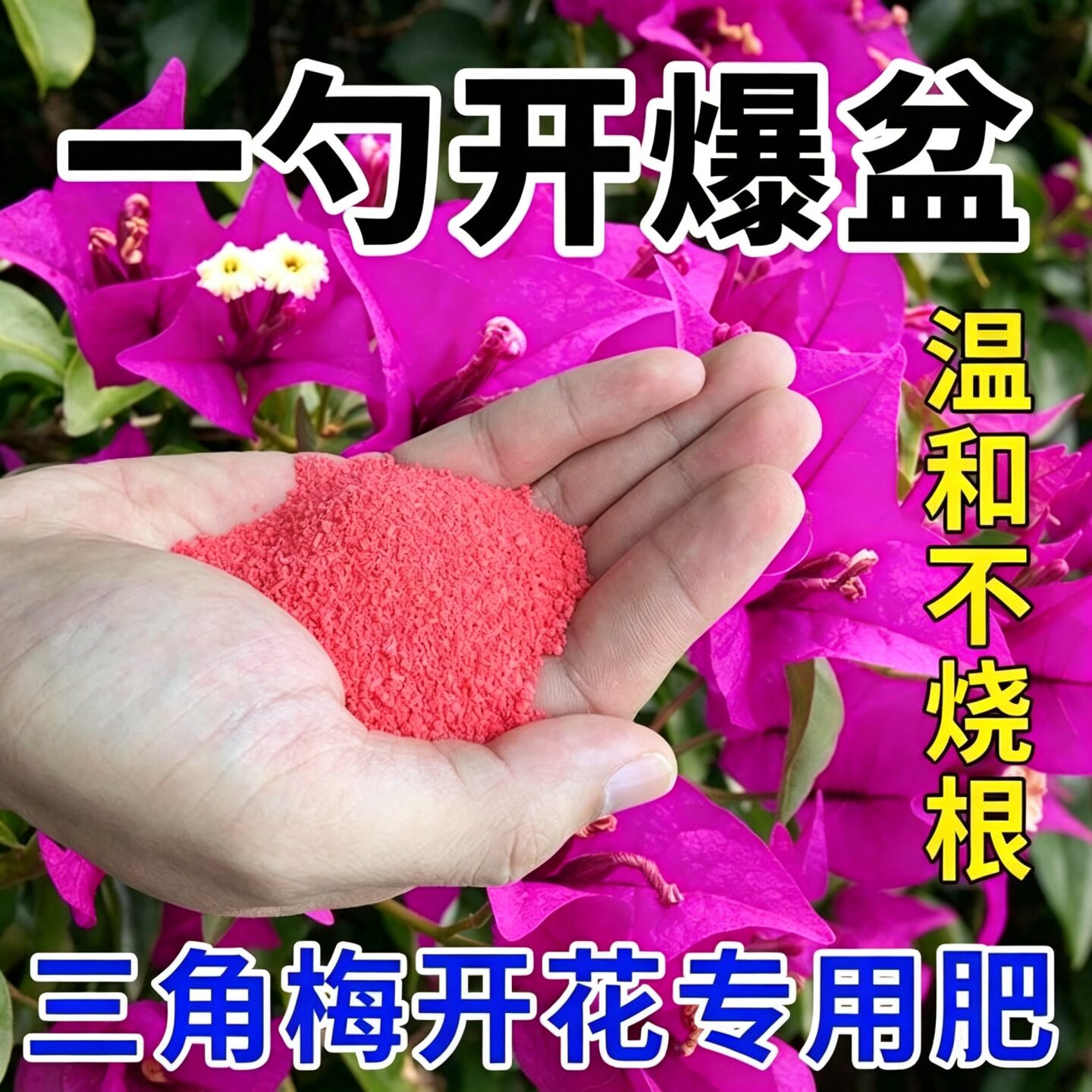 快速开花粉鲜花盆栽通用