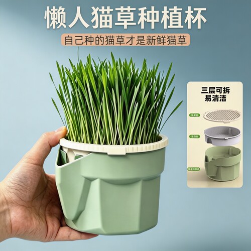 懒人猫草盆栽水培自种猫草杯无土