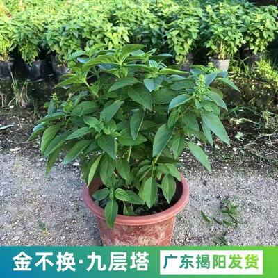 九层塔潮汕金不换盆栽可食用罗勒叶新鲜南方香料调味室内驱蚊植物