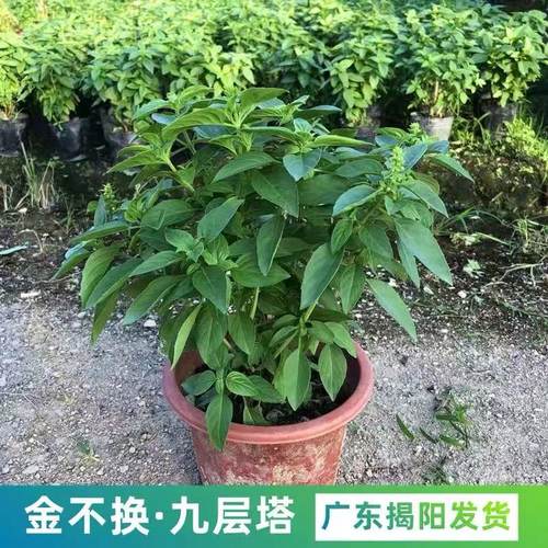 九层塔潮汕金不换盆栽可食用罗勒叶新鲜南方香料调味室内驱蚊植物