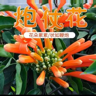 四季 炮仗花苗 爬藤植物 鞭炮花 藤本花 可種陽臺庭院垂吊攀援花卉