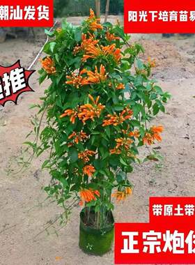 爬藤植物室外庭院冬天春天炮仗花