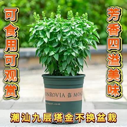 潮汕九层塔金不换盆栽可食用新鲜罗勒叶厨房香料调味室外阳台绿植