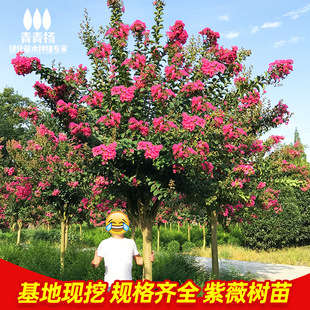 紫薇树苗庭院种植紫薇花小苗别墅绿化丛生苗木红火箭大型风景耐寒