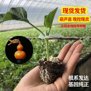 手捻葫芦苗秧文玩苗酒葫芦大小亚腰观赏特大巨型爬藤盆栽籽种庭院