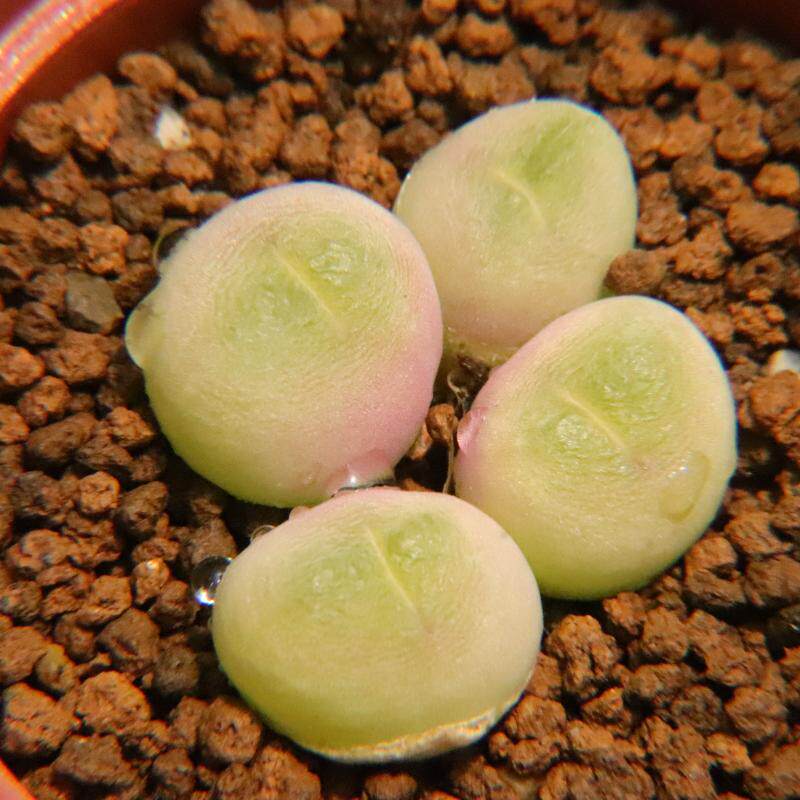 短毛毛翠滴群生 肉锥番杏科 好养多肉植物一物一拍带盆发满48包邮