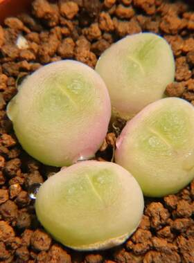 短毛毛翠滴群生 肉锥番杏科 好养多肉植物一物一拍带盆发满48包邮